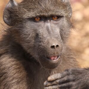 Baboon