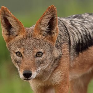 Black Backed Jackal