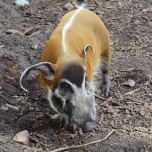 Bush Pig