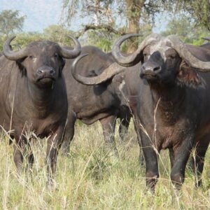Cape Buffalo