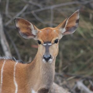 Cape Bushbuck