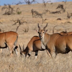 Cape Eland