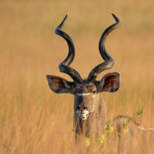 Cape Kudu