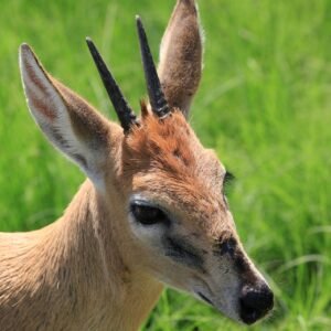 Duiker