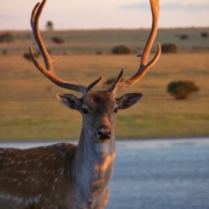 Fallow Deer