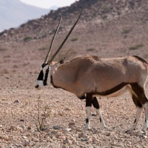 Gemsbok
