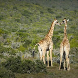Giraffes