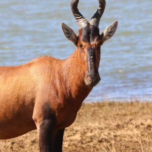 Red Hartebeest
