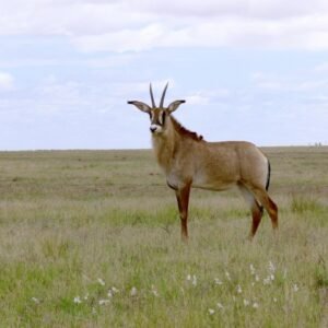 Roan Antelope