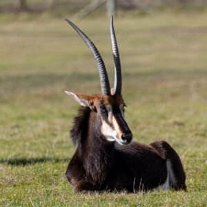 Sable Antelope