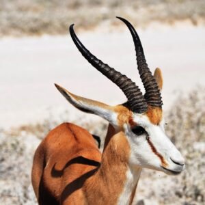 Springbok