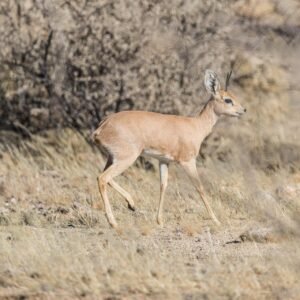 Steenbok