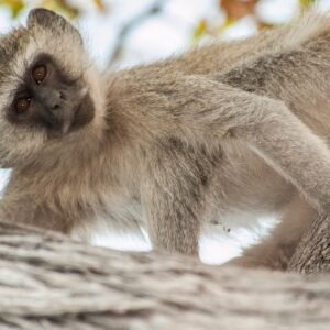 Vervet Monkey