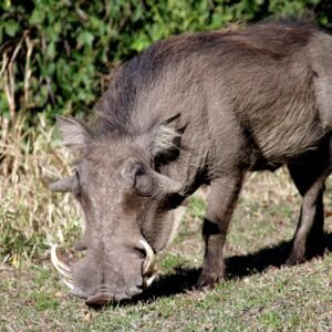 Warthog