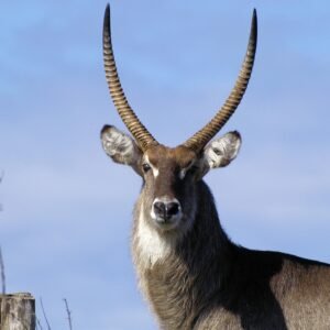 Waterbuck