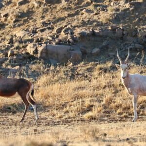 White Blesbuck