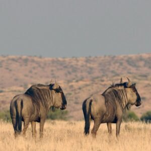 Wildebeest