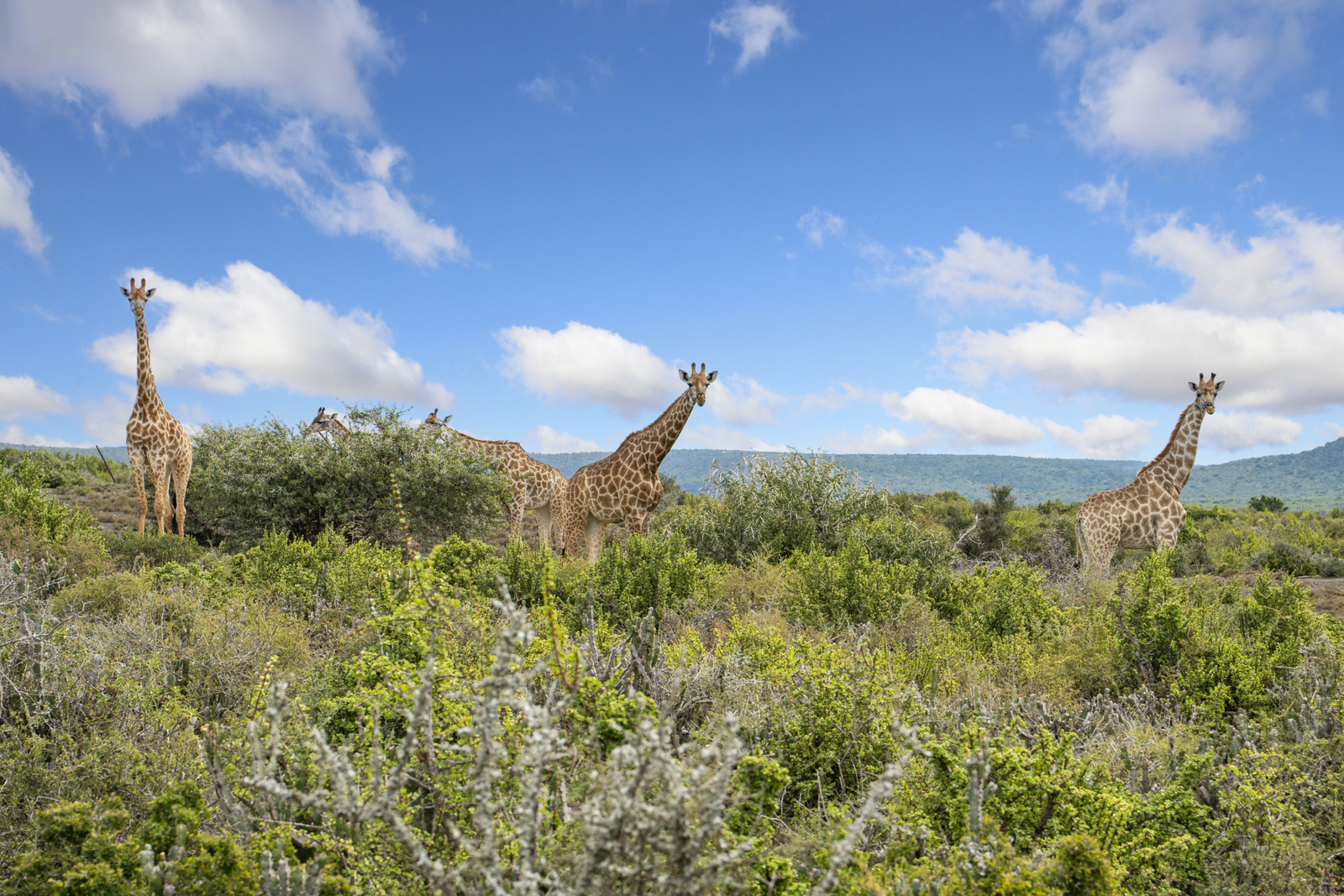 Giraffes in South Africa Eastern Cape